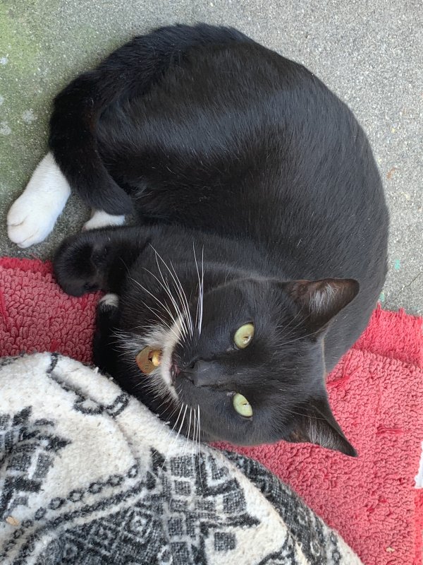 Safe Domestic Short Hair in Cottonwood, CA