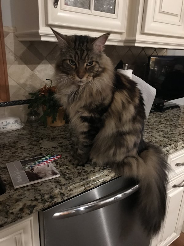 Safe Maine Coon in Getzville, NY