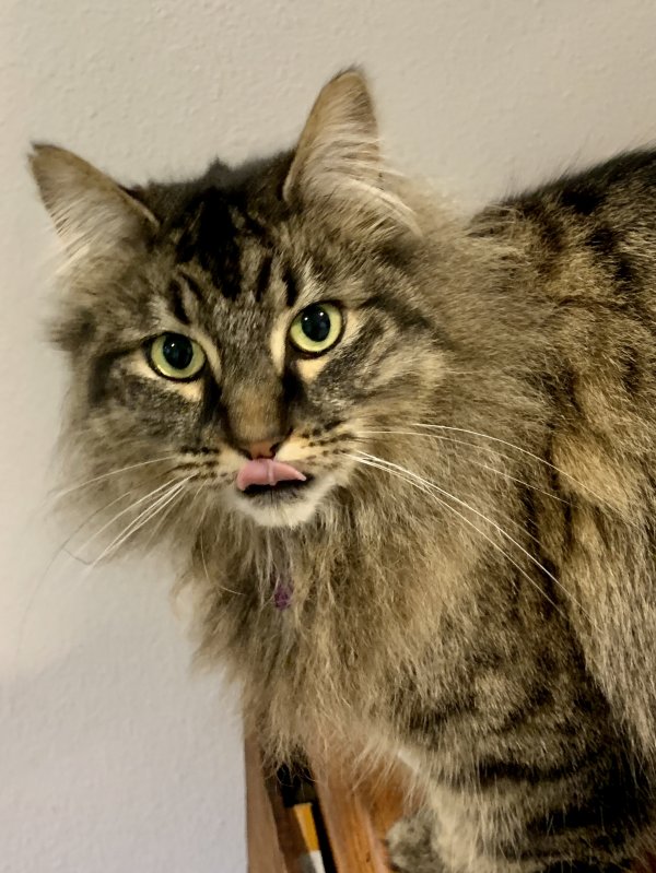 Safe Domestic Long Hair in Sequim, WA