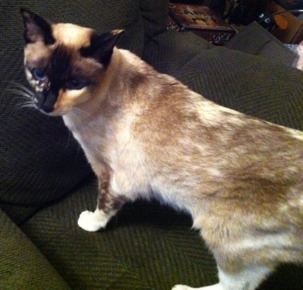Safe Siamese in Pennsburg, PA