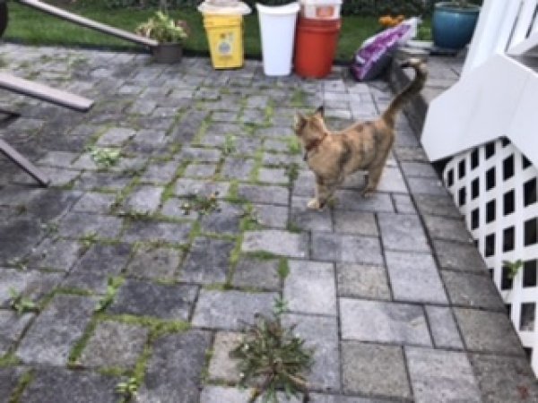 Safe Cat in Wethersfield, CT