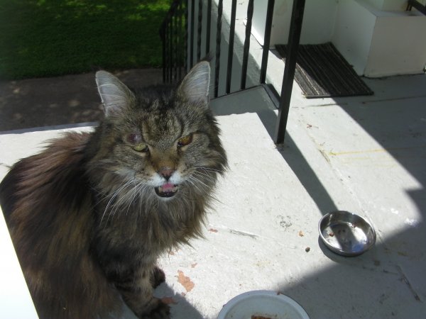 Safe Maine Coon in Manchester, CT