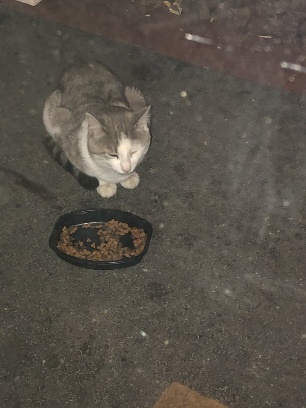 Safe Cat in Albany, NY