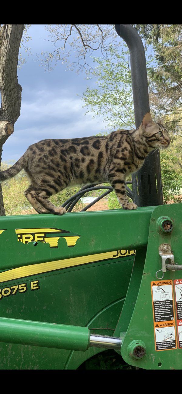 Safe Bengal cat in Broad Brook, CT