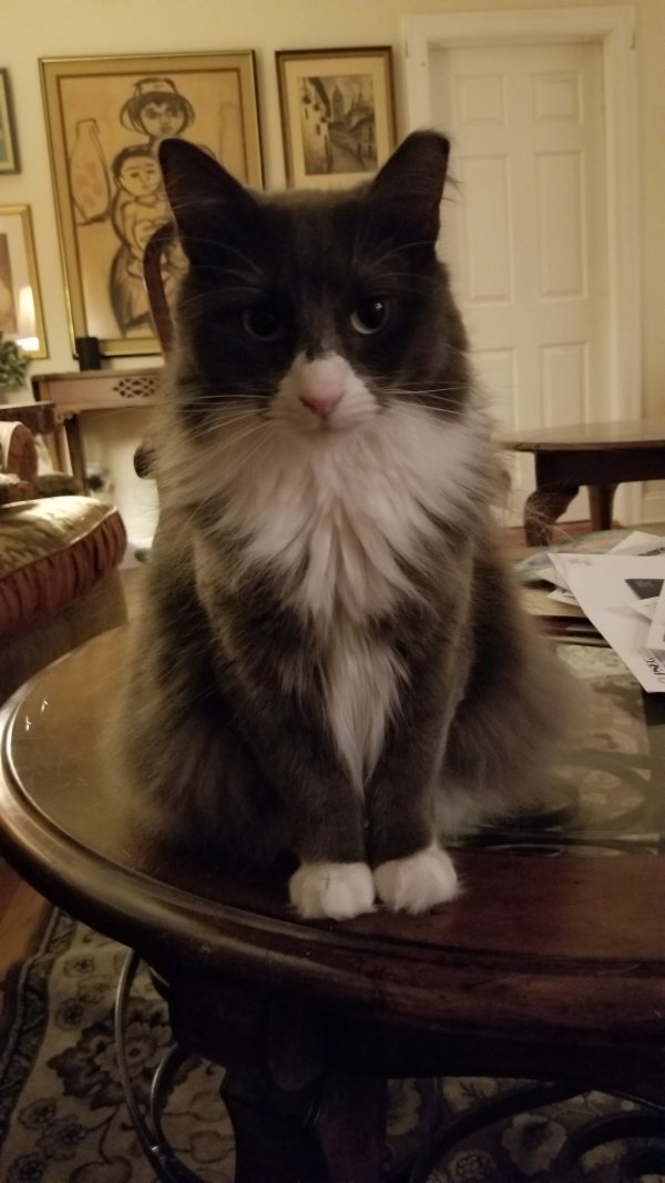 Safe Domestic Long Hair in Melville, NY
