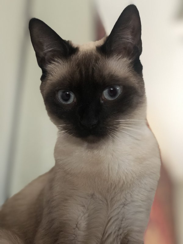 Safe Siamese in West Hempstead, NY