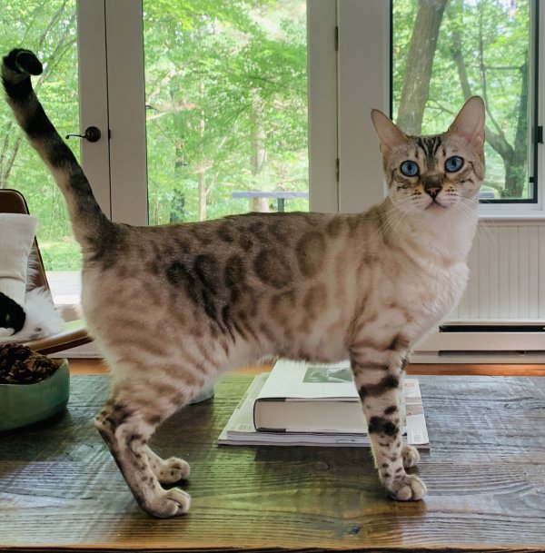 Safe Bengal cat in Ghent, NY