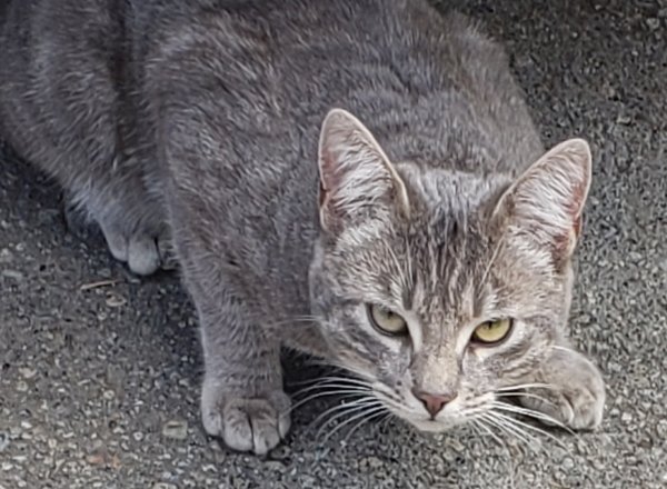 Safe Cat in Port Orchard, WA