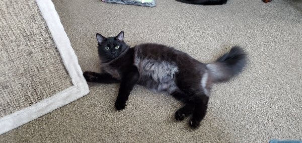 Safe Domestic Long Hair in Minneapolis, MN