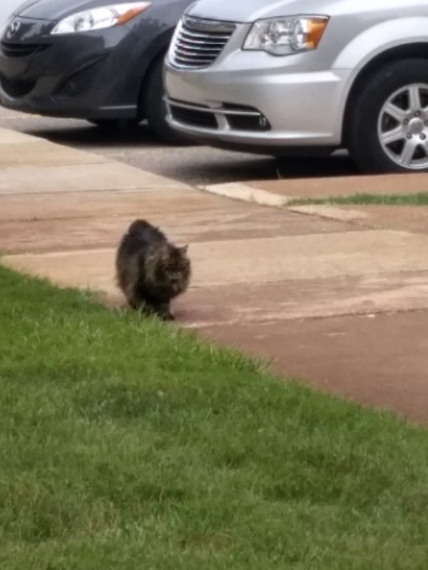 Safe Cat in Northville, MI