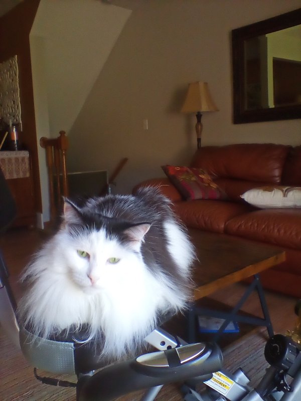 Safe Norwegian Forest Cat in Westerville, OH