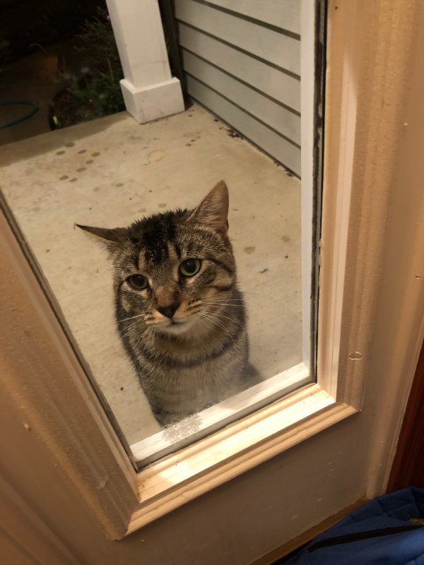 Safe Cat in Edwardsburg, MI