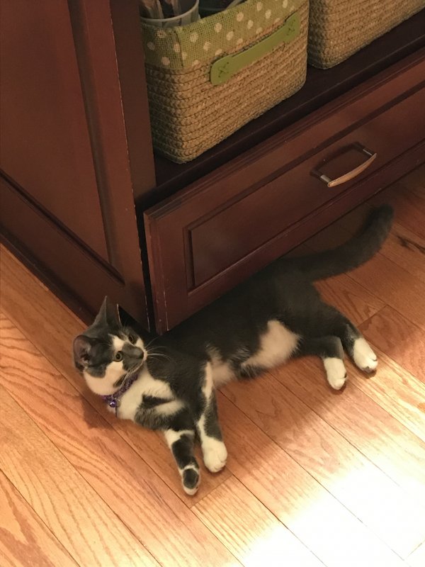 Safe Domestic Short Hair in Stow, OH
