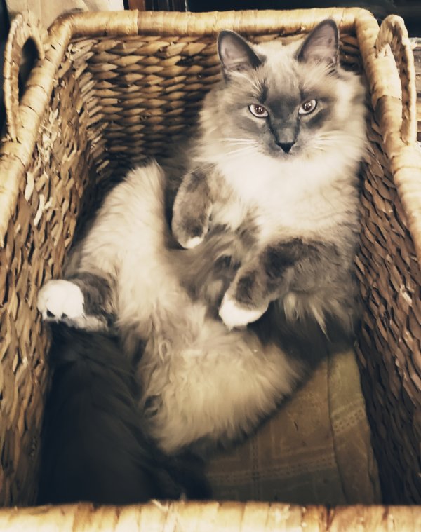 Safe Maine Coon in Ballston Spa, NY