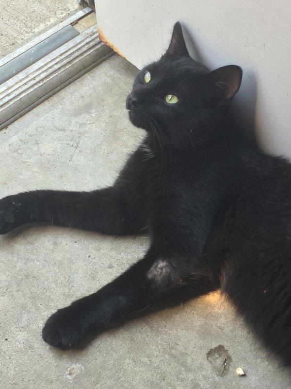 Safe Domestic Short Hair in Sparta, WI