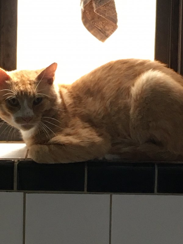Safe Cat in Flushing, NY