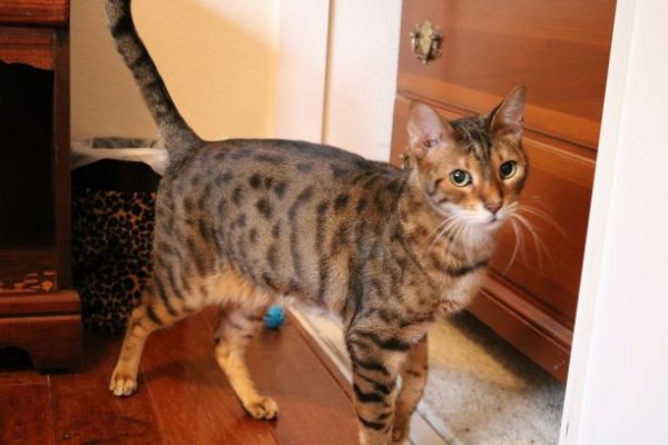 Safe Bengal cat in Canyon Country, CA