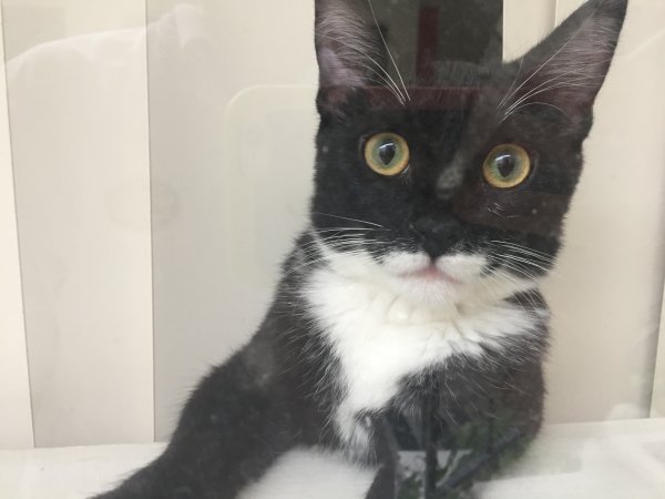 Safe Domestic Short Hair in Los Angeles, CA