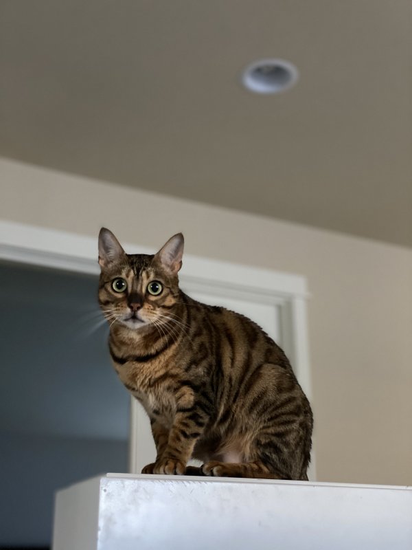 Safe Bengal cat in Bothell, WA