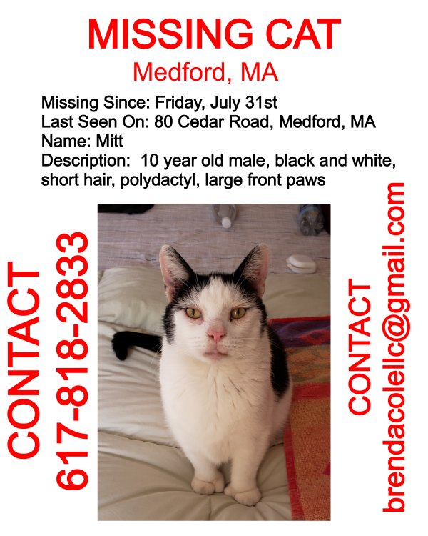 Safe Cat in Medford, MA