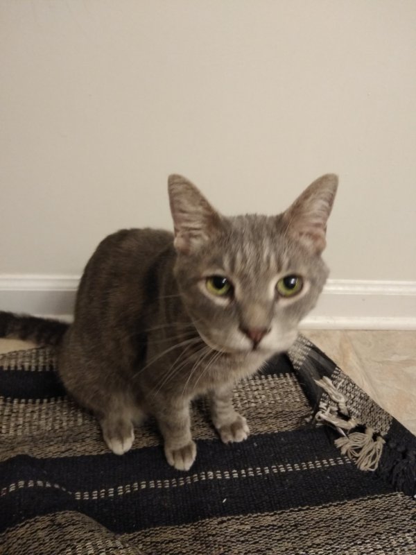 Safe Cat in Raleigh, NC