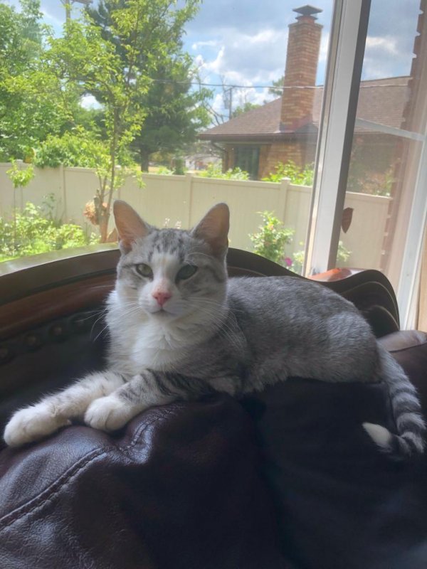 Safe Domestic Short Hair in Dearborn Heights, MI