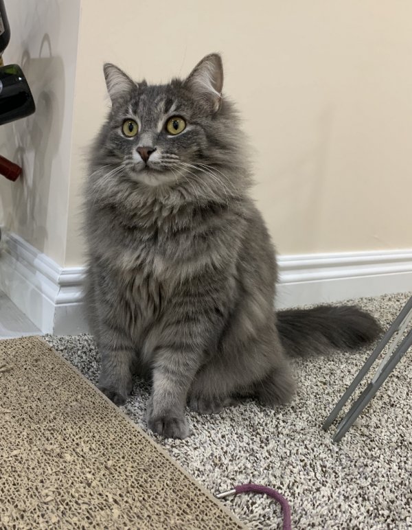 Safe Domestic Long Hair in Sterling Heights, MI