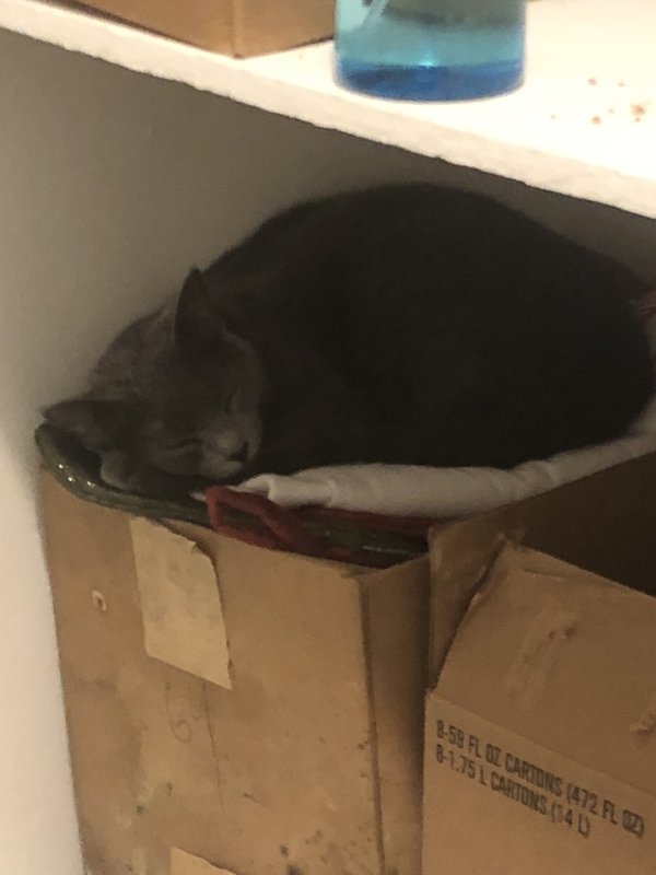 Safe Cat in Jamestown, MI