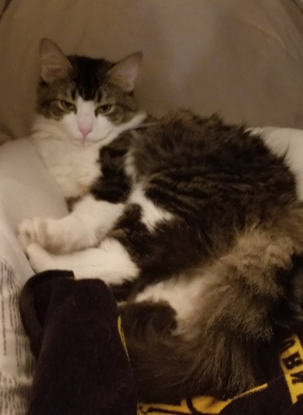 Safe Domestic Long Hair in Lititz, PA