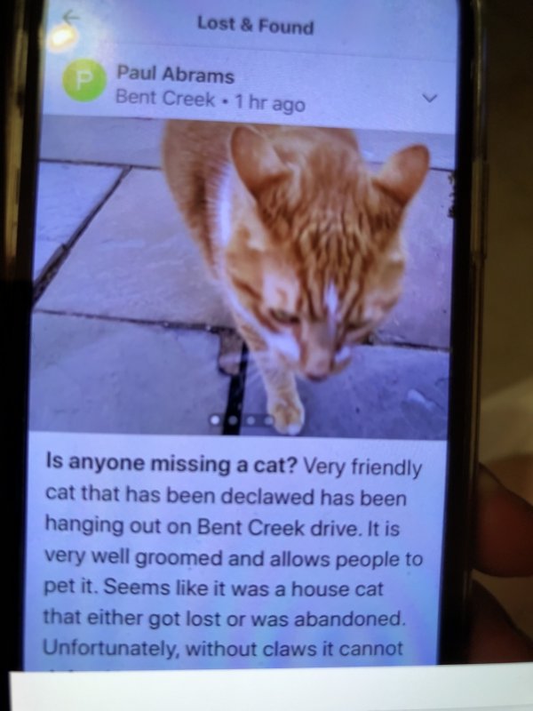 Safe Cat in Lititz, PA