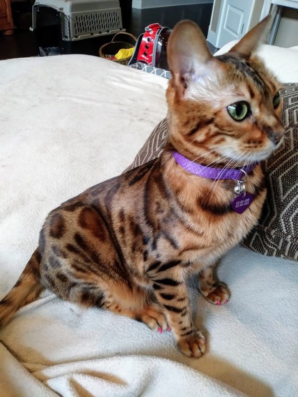Safe Bengal cat in Vancouver, WA