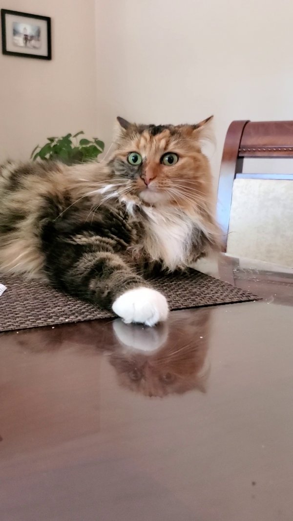 Safe Maine Coon in Westwood, NJ
