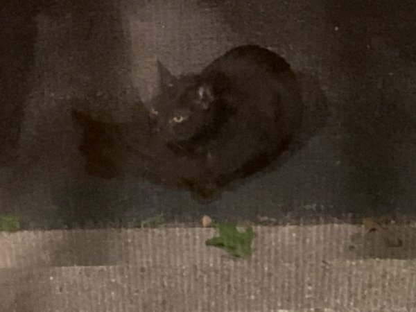 Safe Cat in Dracut, MA
