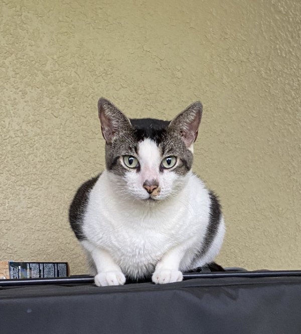 Safe Cat in Tampa, FL
