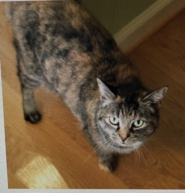 Safe Domestic Short Hair in Raleigh, NC