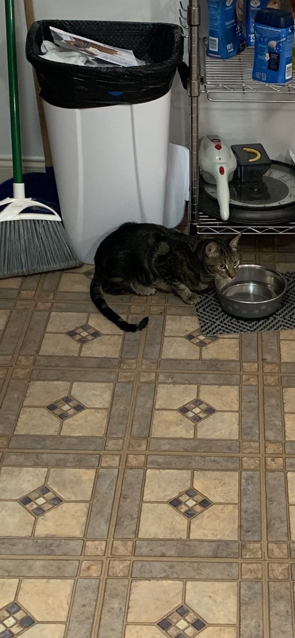 Safe Domestic Short Hair in Clifton Heights, PA