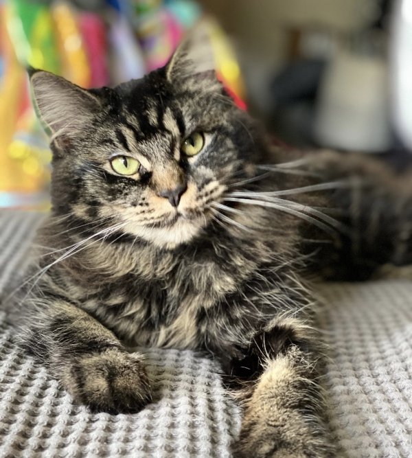 Safe Maine Coon in Peabody, MA