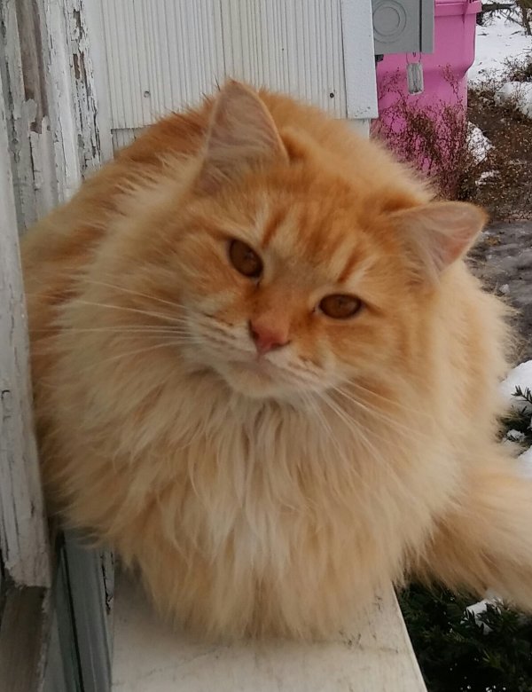 Safe Maine Coon in Lockport, NY