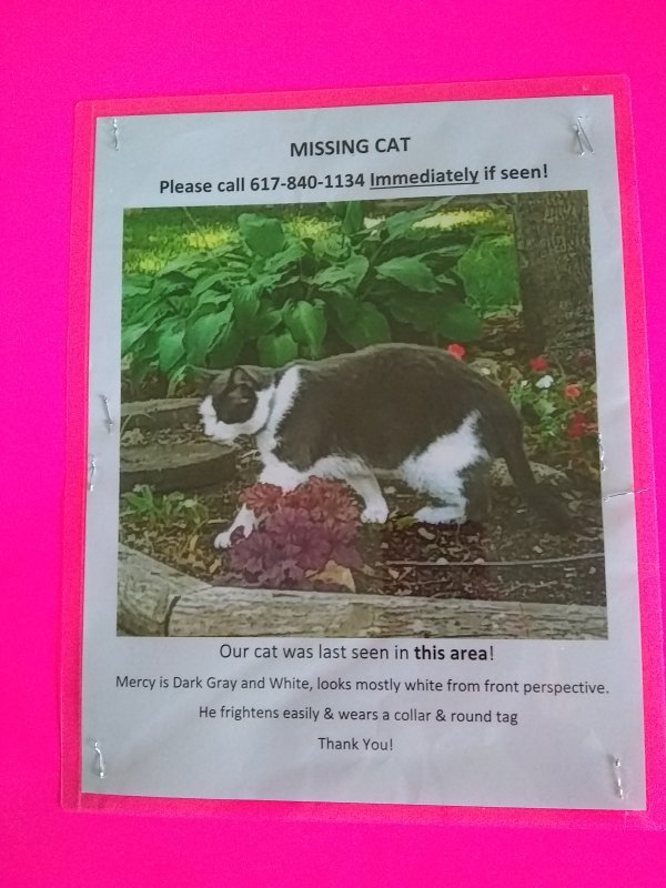 Safe Cat in Billerica, MA