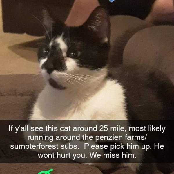 Safe Cat in Macomb, MI