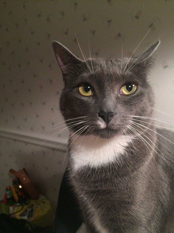 Safe Domestic Short Hair in Larchmont, NY