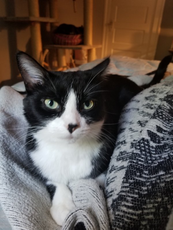 Lost Cat Yang in La Porte, IN US (46350) - Tabby Tracker