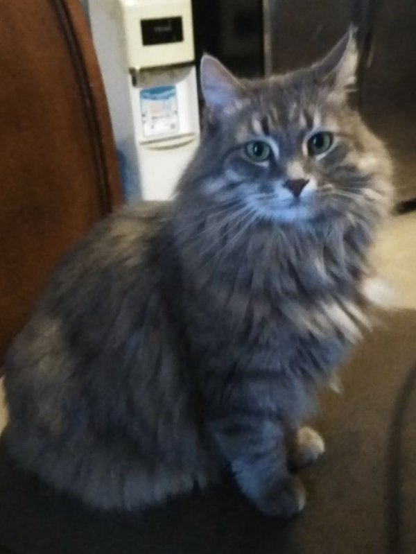 Safe Domestic Long Hair in Woonsocket, RI
