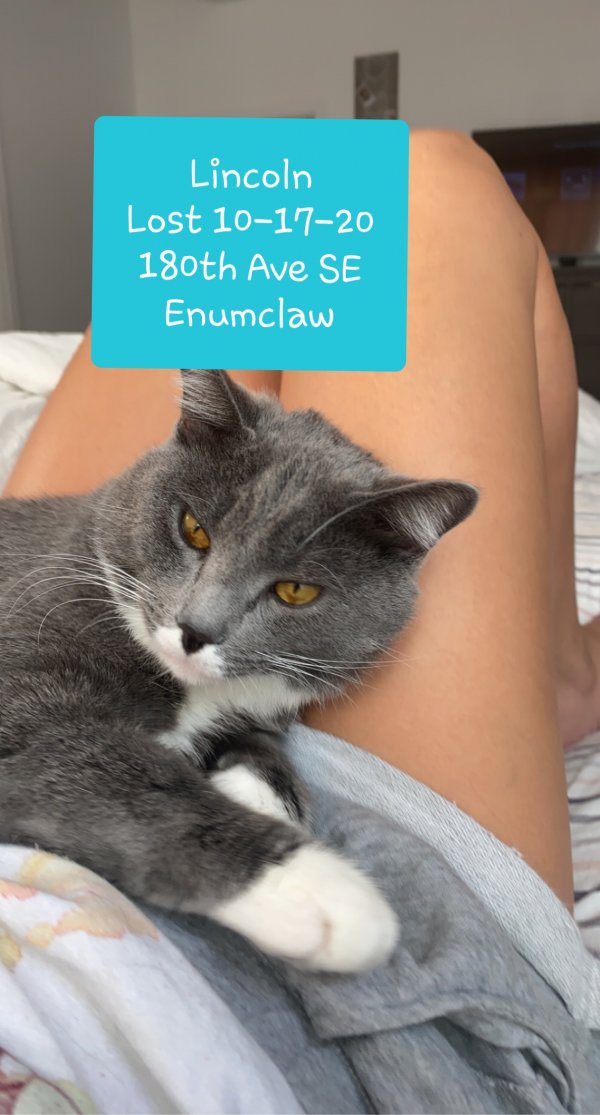 Safe Cat in Enumclaw, WA