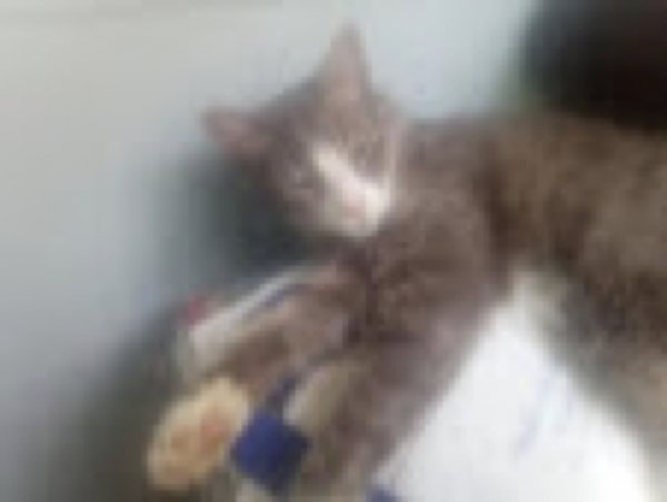 Safe American Shorthair in Port Chester, NY