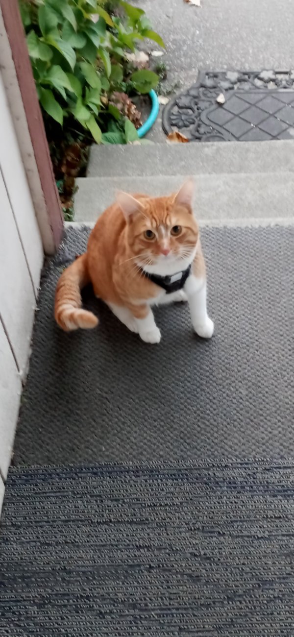 Safe Cat in Tacoma, WA