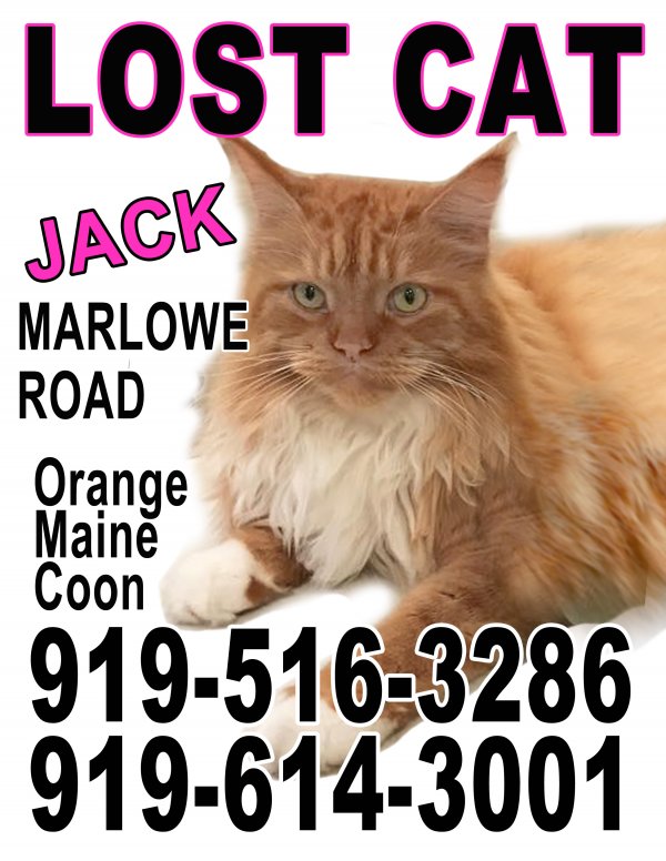 Safe Maine Coon in Raleigh, NC