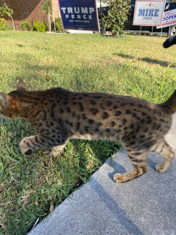Safe Bengal cat in Corpus Christi, TX