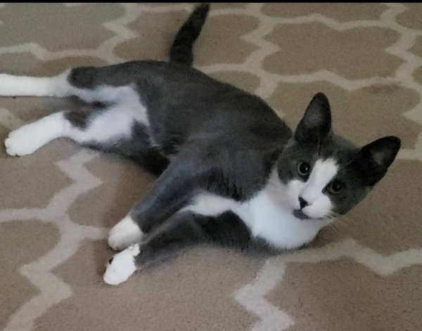 Safe Domestic Short Hair in Worcester, MA