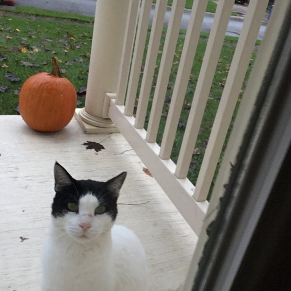 Safe Cat in Columbia, MD